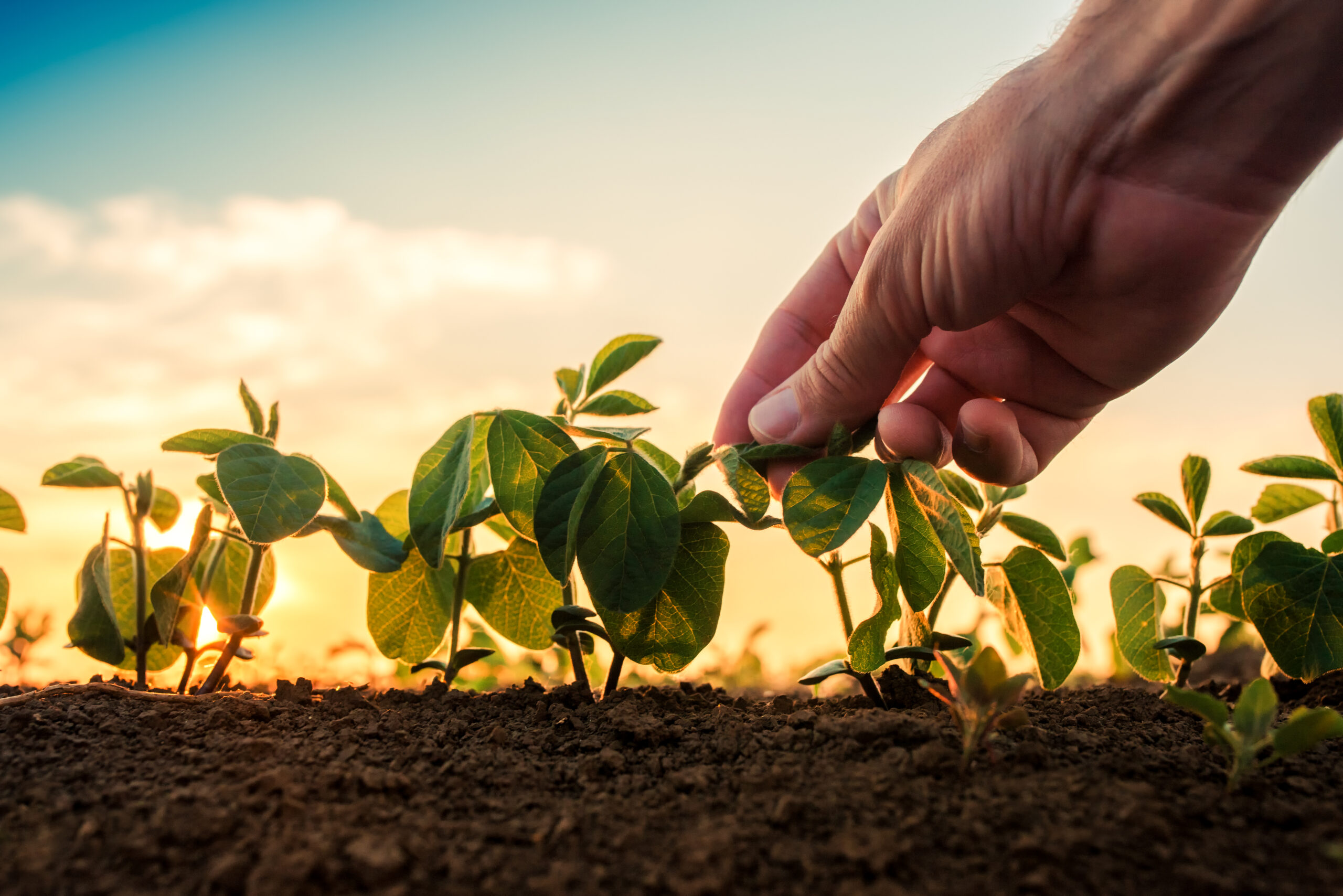 Soybean growth control, male hand touching soy plant leaf in cultivated field